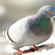 Illustration for article titled Someday soon you could be drinking pigeon milk.